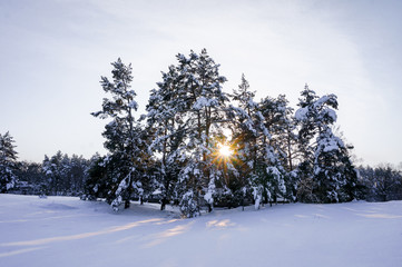Snowy pine forest at sunset. Winter outdoors