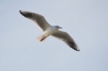 seagull in flight