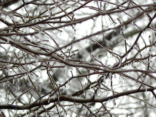 frozen tree branches