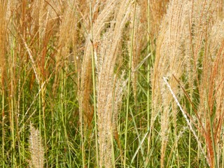 reed grass in field