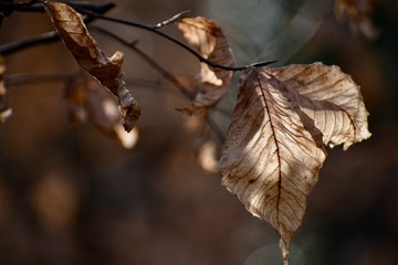 fall leaves on tree