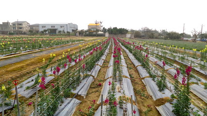 Taiwan Sunflower Farm