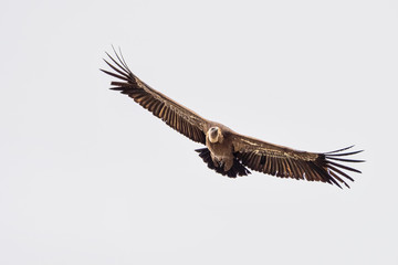 Griffon vulture, Gyps fulvus in Monfrague National Park. Extremadura, Spain