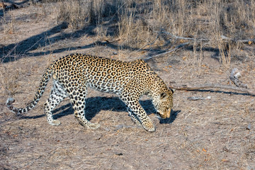 Fototapeta na wymiar Male Leopard Tracking Prey in Mala Mala, South Africa