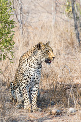 Male Leopard sitting in the South African Bush