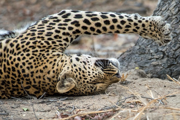 Closeup of a Female Leopard lying on her Back after Hunting Impala