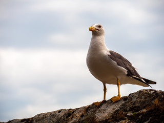 A seagull sitting on a rock.