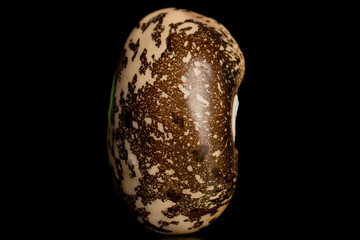 One whole raw speckled brown bean pinto isolated on black glass