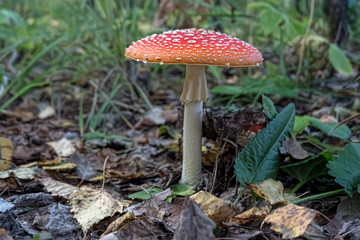 Poisonous mushroom