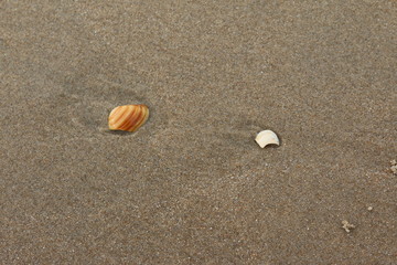 shell on the beach