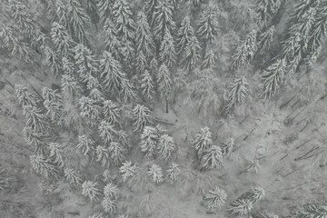 Aerial view of a frozen forest with snow covered trees at winter.
