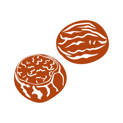 Nutmeg nut seed vector. Isolated on white background. Nutmeg butteromponent