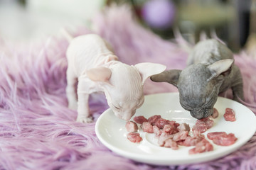 white and gray one month old Don Sphinx cats eating meat from white plate on lilac fur background