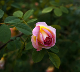 The Rose. Flower. Bud close up. Soft focus. Nature.