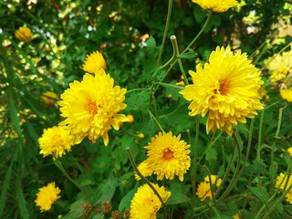 Yellow crysanthemums 