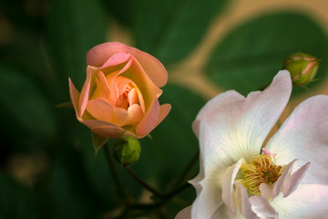 The Rose. Flower. Bud close up. Soft focus. Nature.