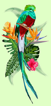 Watercolor green quetzal bird with a long tail on a white background with splashes. Symbol of freedom.