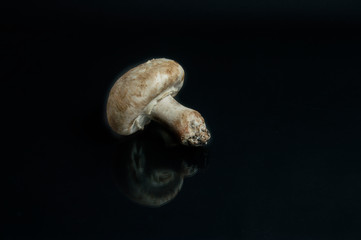 mushroom with reflection isolated on black background