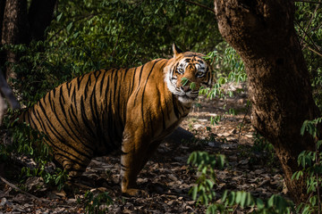 Royal Bengal Tiger named Ustaad