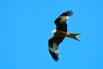 Rotmilan (Milvus milvus) bei der Jagd
