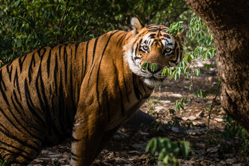 Royal Bengal Tiger named Ustaad