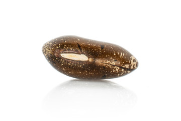 One whole speckled brown bean pinto isolated on white background