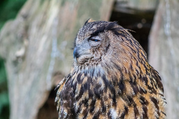 real owl in its territory, in Cantabria, Spain