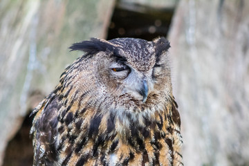 real owl in its territory, in Cantabria, Spain