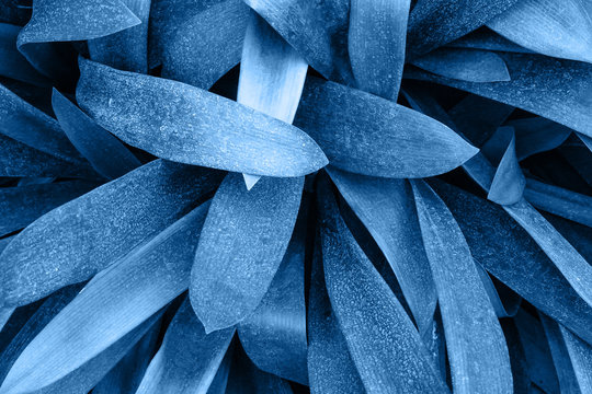 Toning in blue color of the year 2020 plant leaves background. Photo texture