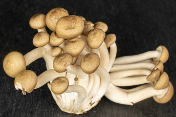 Lot of whole shimeji brown mushroom on grey stone