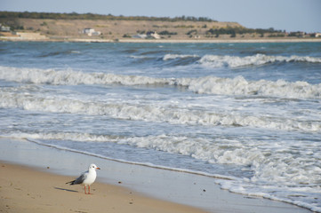 seagulls on the beach