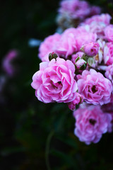 Beautiful garden roses on a bush with a dark green background. Space for text