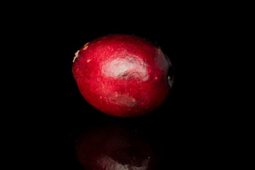 One whole fresh red cranberry isolated on black glass