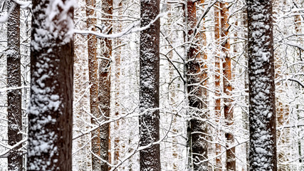 Snow-covered trunks of pine trees in the forest. Winter. Shallow depth of field, natural background.