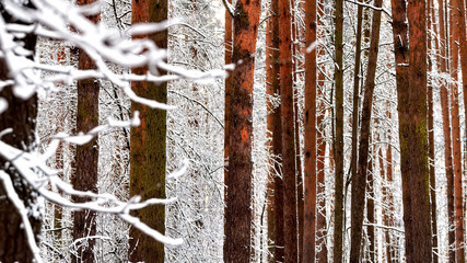 Trunks of pine trees in the forest. Winter, forest in the snow. Shallow depth of field, natural background.