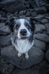 The border collie is a working and herding dog breed developed in the Scottish borders for herding livestock, especially sheep. Considered highly intelligent, extremely energetic, acrobatic.