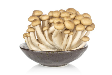 Lot of whole shimeji brown mushroom in glazed bowl isolated on white background