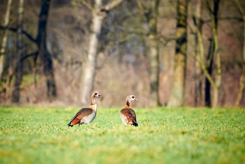 Two Egyptian goose sitting in the grass in Germany (Alopochen aegyptiaca)	