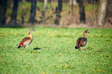 Two Egyptian geese sitting in the grass (Alopochen aegyptiaca)	