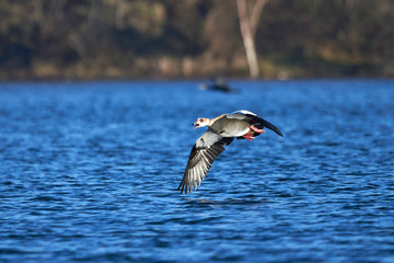 Egyptian goose in flight above Adolfosee Lake in Germany (Alopochen aegyptiaca)	