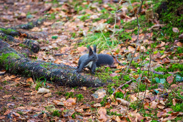 Eichhörnchen - niedlich - neugierig - Wald