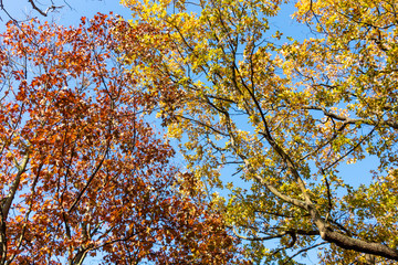 Herbstfarben an Bäumen