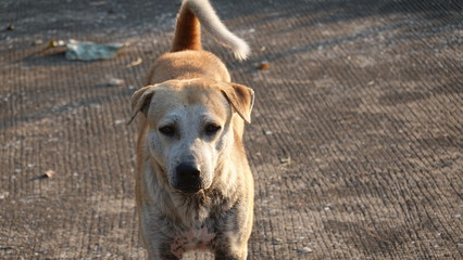 A vagrant dog on street