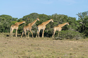Naklejka na ściany i meble vier Giraffen camelopardalis fressend am Baum bei blauem Himmel