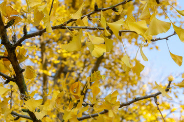 Fototapeta na wymiar Ginko im Herbst