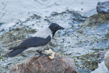 Crow on a stone with a piece of bread