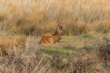 deer in the wetland of Salburua, Vitoria, Basque Country