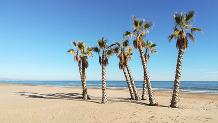 Palm trees on the beach of Canet de Berenguer, Valencia, Spain