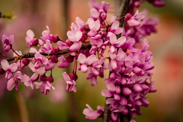 branch of the Judas tree in bloom
