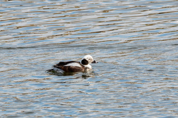 Long-tailed duck clangula hyemalis young male swimming on water in winter. Cute beautiful rare northern waterbird in wildlife.